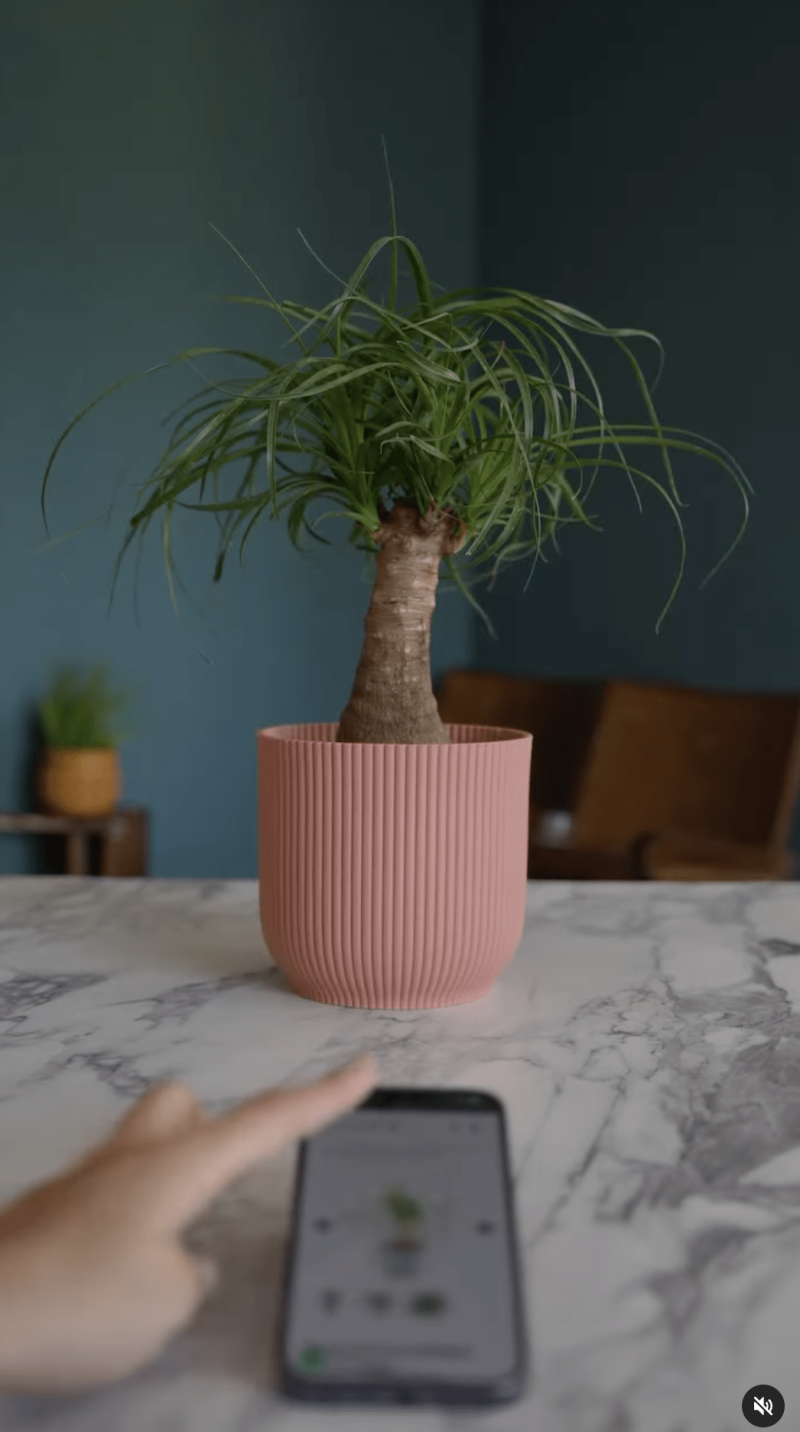 Video Social – Kentis